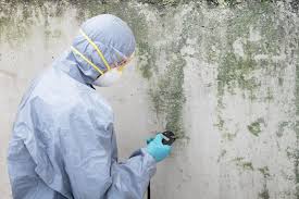 Best Mold Damage Restoration in USA